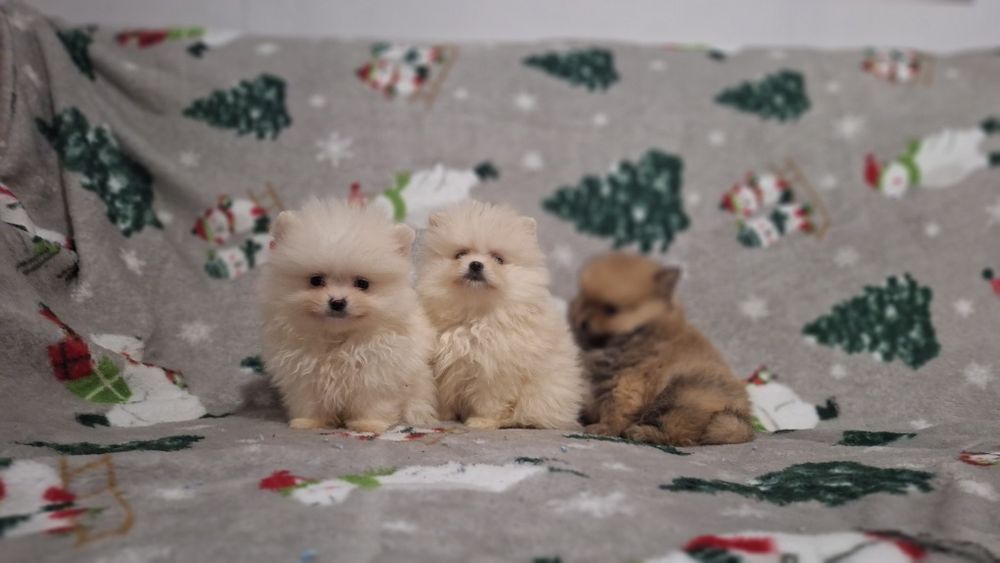 Померан мини померанчета