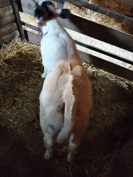 Vînd vițel frumos