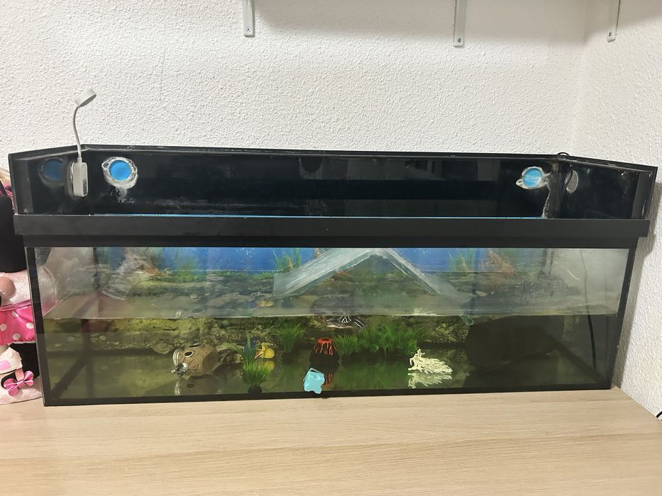 Vand urgent acvariu pesti sau testoasa + filtru