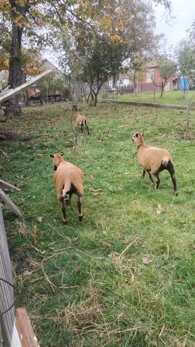 Vand 2 oi camerun si o miala