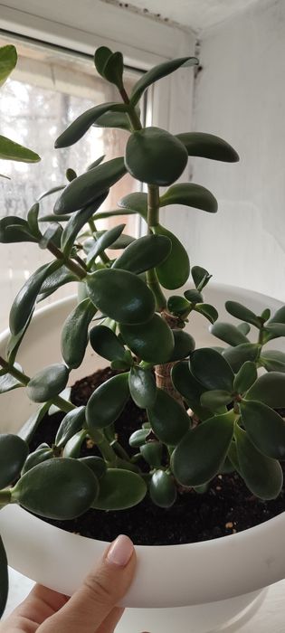 Продам Денежное дерево