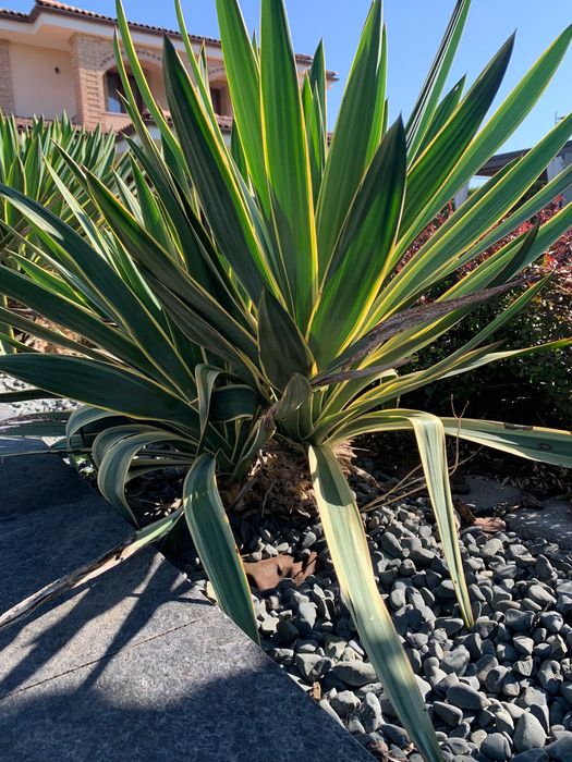 Floare verde Yucca