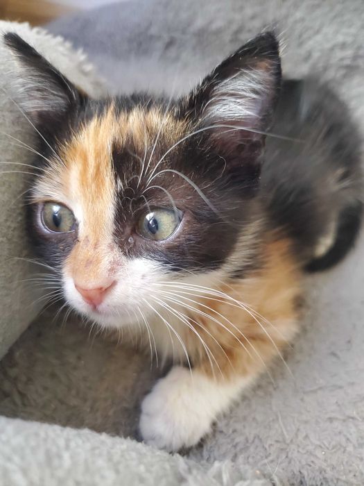 Очарователно момиченце от кафява дреха търси любящ дом