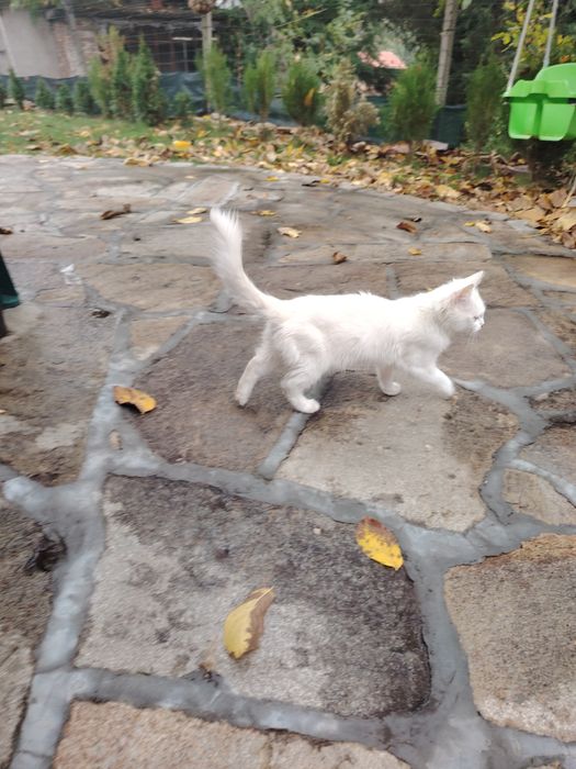 Подарявам бели котета на няколко месеца