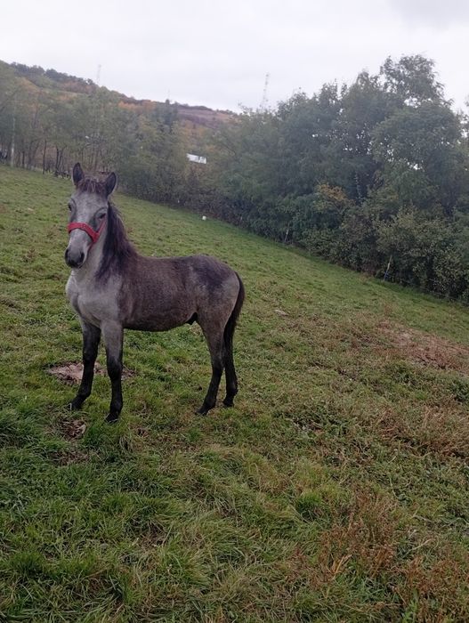 Vând mânz de 8 luni foarte blând fiind învățat cu noi zi de zi este ok