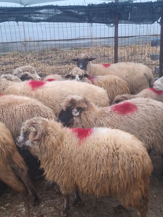 Vând 20 de oi grase