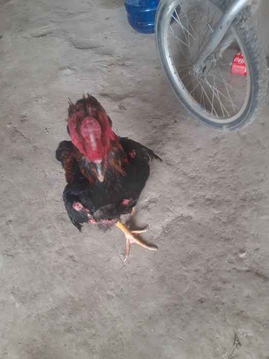 Kulangi xòroz xolati alo 1.5 yilik