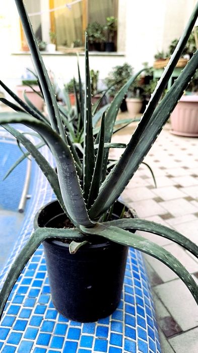 Aloe guli sotiladi