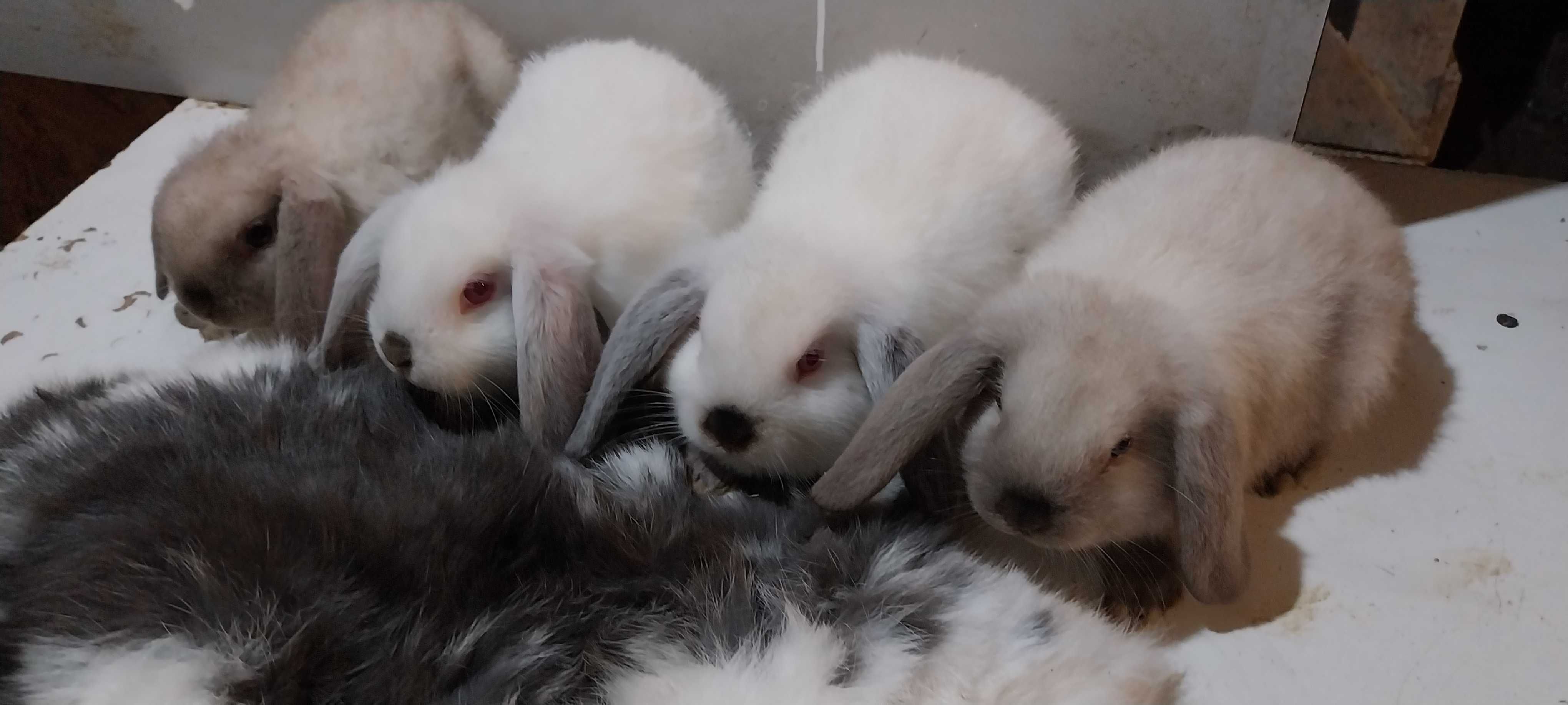 Iepure Iepuri Mini Lop Holland Lop Rasa pita de Agrement si Companie