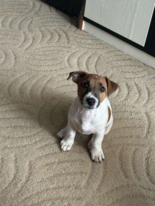 Подарявам   джак ръсел териер