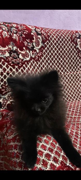 Ищют новый дом маленькие медвежата.