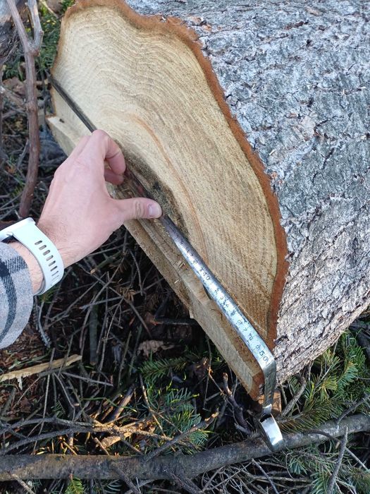 Борови трупи 3 броя - София