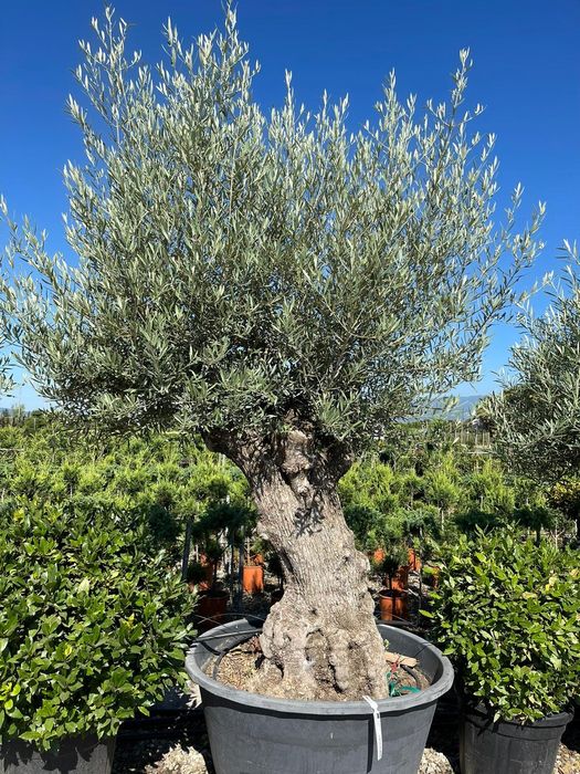 Măslini seculari calitate extra pe rod