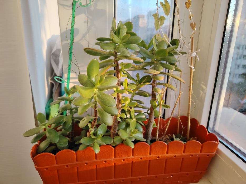 Crassula ovata Arborele de Jad