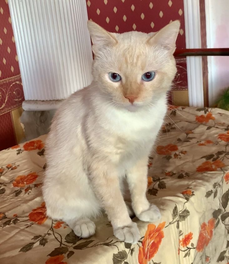 Котик ищет семью