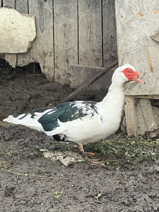 Ratoi si cocosi de vanzare