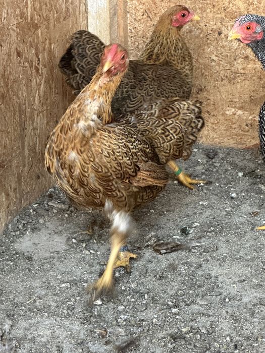 Wyandotte Pitic Maroniu cu benzi