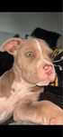 Amstaff de vanzare fetita