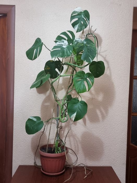 Цветы домашние не дорого