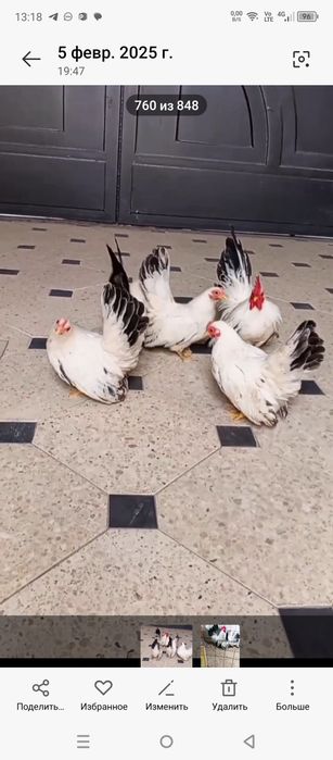 Шабо светлый самурайский тухумлари сотилади