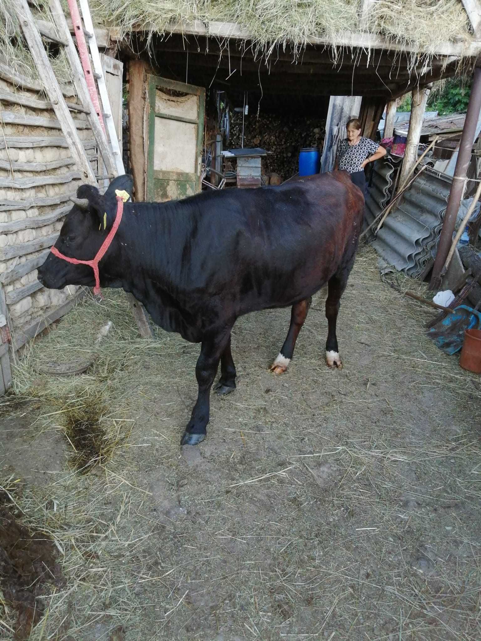 Junica de vânzare