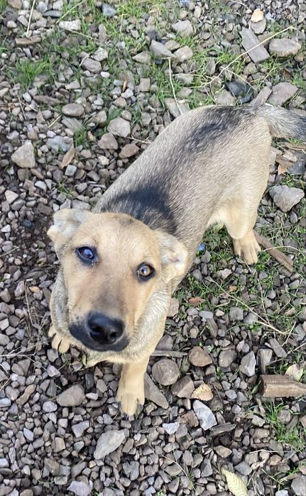 Отдам щенка привит, 5 мес, мальчик, привезу, вырастет до колена