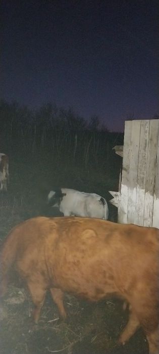 Vitel Belga de vanzare