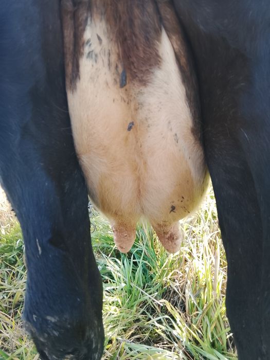 Vnd vaca cu vițel fătată de 6 săptămână al 4 vițel și are lapte 14 15