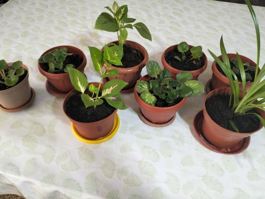 Домашние цветы разные