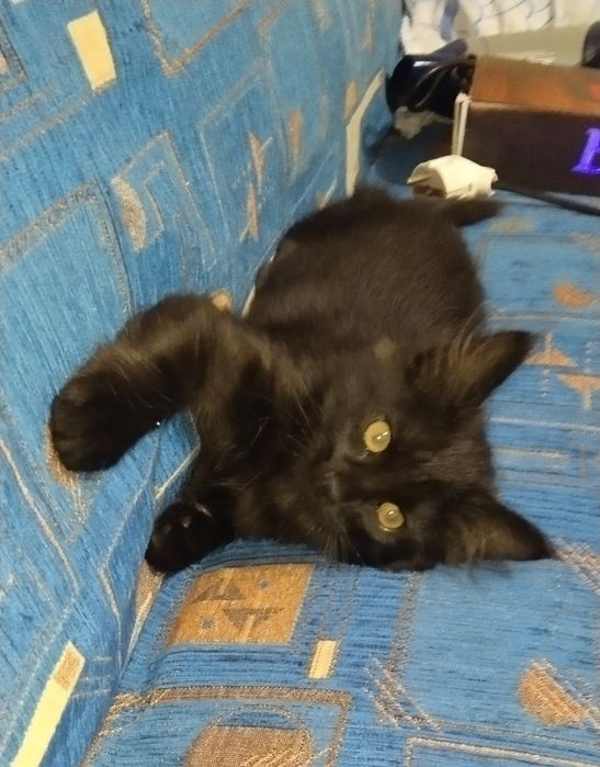 Котенок, не совсем черный