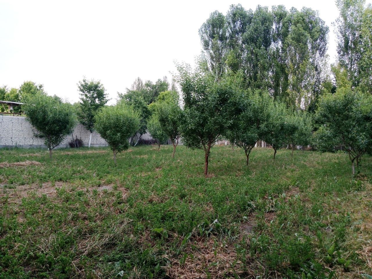 Uy karopka holatda, 4 xona, 8 sotix
Gaz, svet, suv, wifi, hammasi joyi