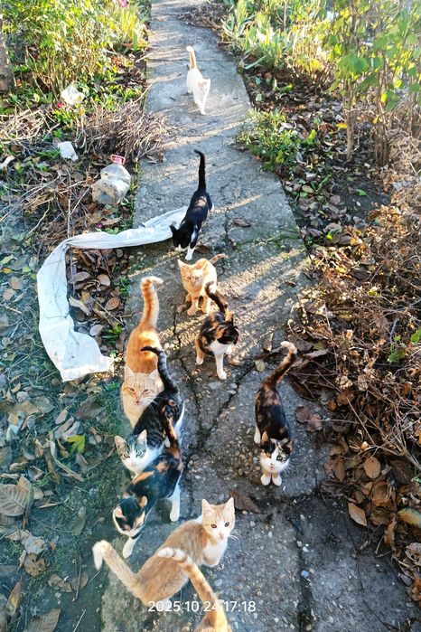 Donez pisici și căței