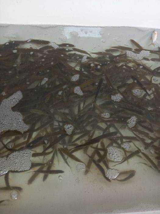 Живцы Левый Берег усач, чебак!