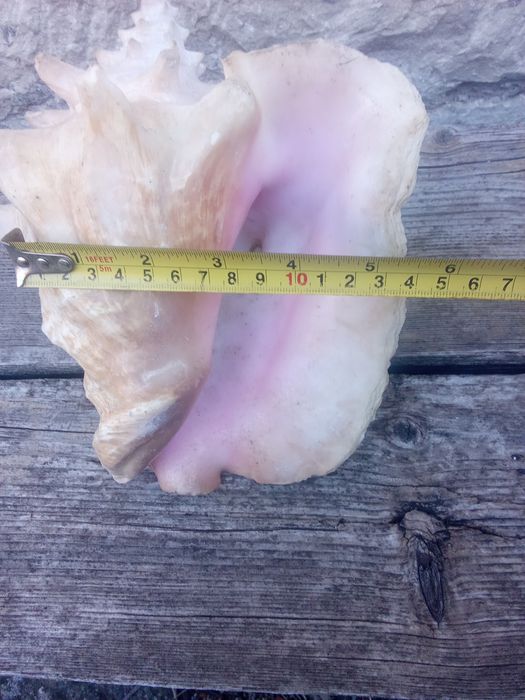 Рапан за декорация.