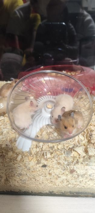Продам хомячат недорого