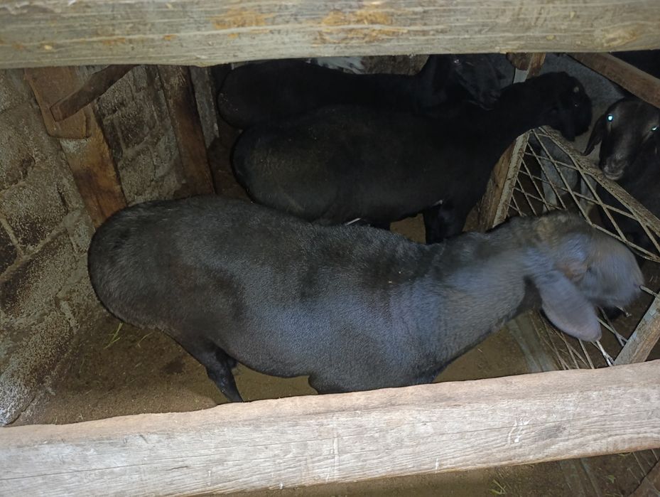 Qochqor quy sotiladi