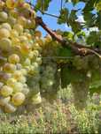 Struguri pentru vin si must