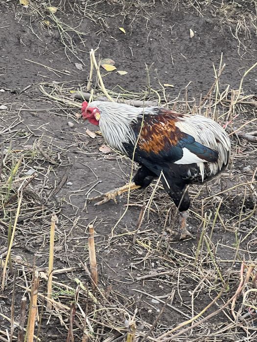 Ratoi si cocosi de vanzare