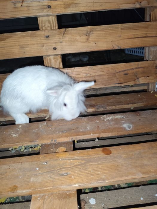 Iepuroaica cap de leu