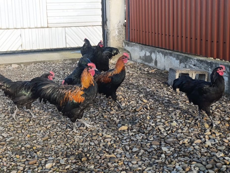 Vand cocosi Brahma portelan / cocosi Italieni