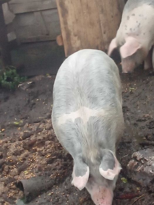 Vaca de vânzare pentru sacrificat