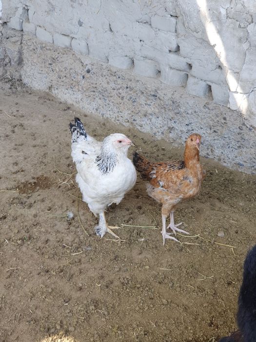 Tovuqlar Sotiladi Birama va boshqa zotlar