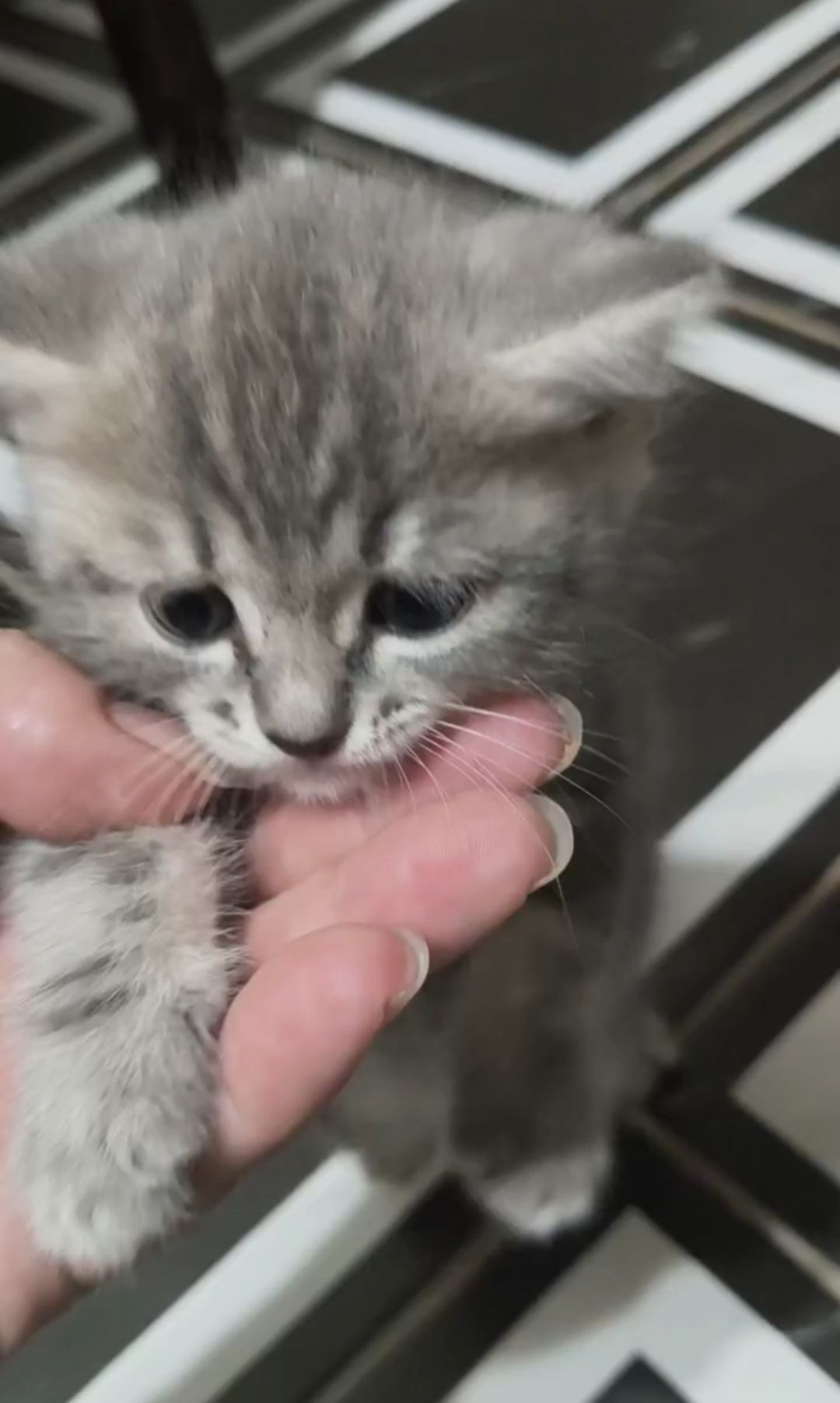 Скотиш страйт девочка