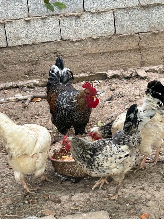 Тауық сатылады срочно