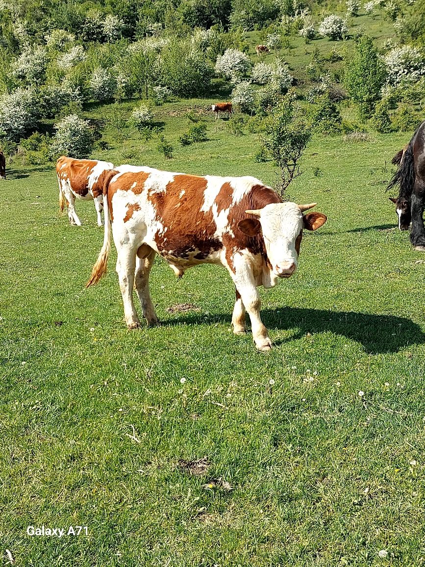 " Vând taur dr 1an jumate băltat românesc mai multe detalii la nr de t