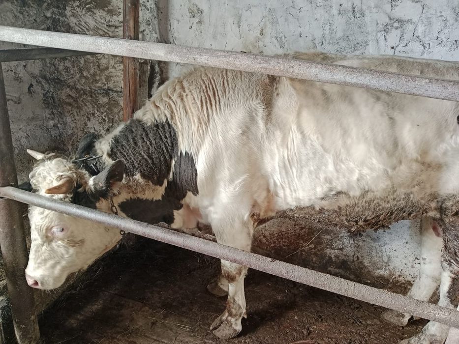 Продам быка.    .