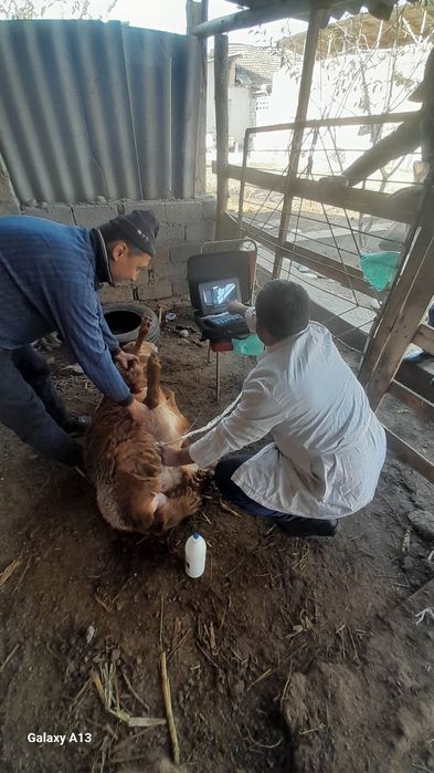 Vetuzi Viloyat boylab sifatli uzi xizmati bor