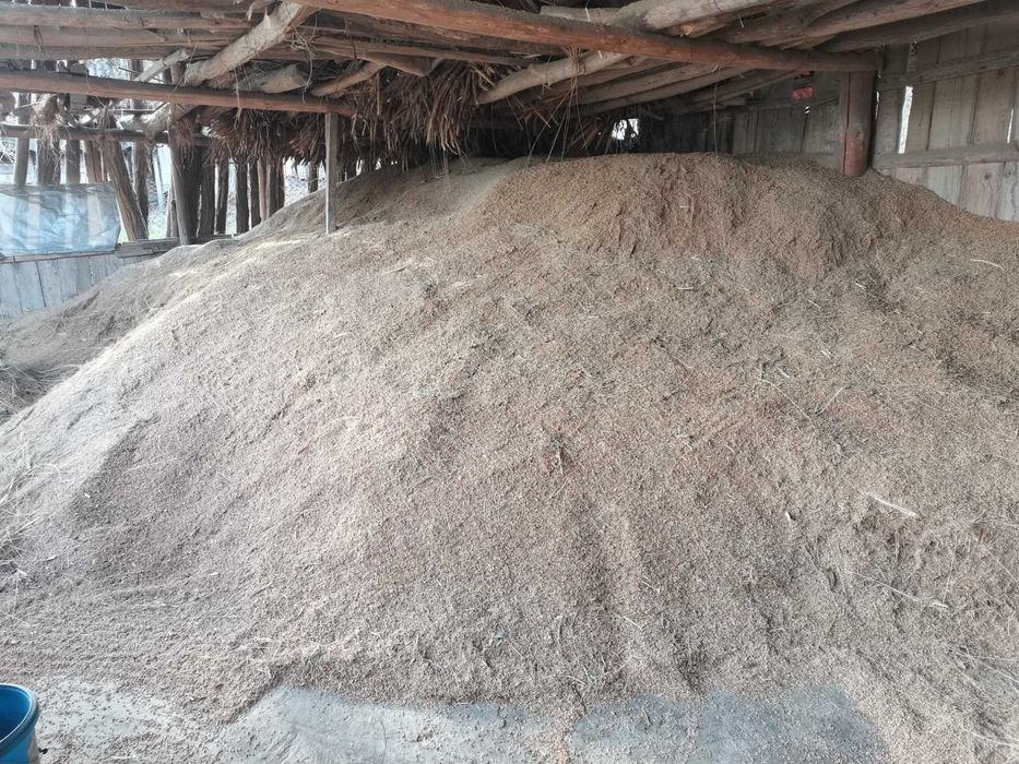 Sămânță de sorg (tătarcă)