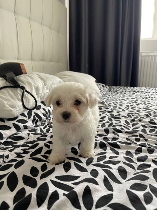 Bichon Maltez mascul mini toy