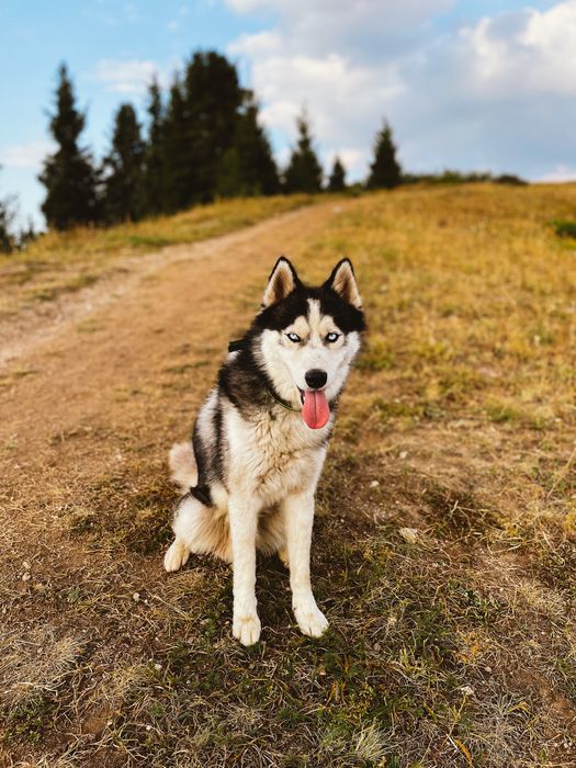 Отдам хаски в добрые руки
